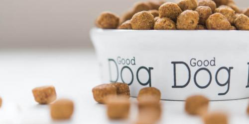 Dog food in bowl